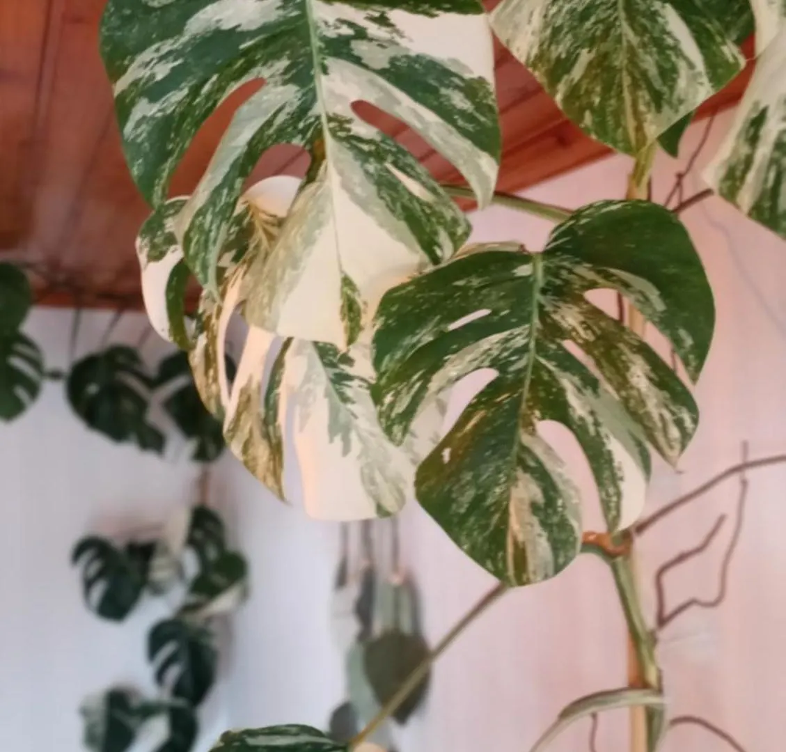 Kanela Guest House B-Side Machico